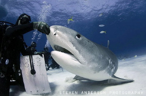 Tiger Sharks need love too and enjoy a scratch from diver... by Steven Anderson 